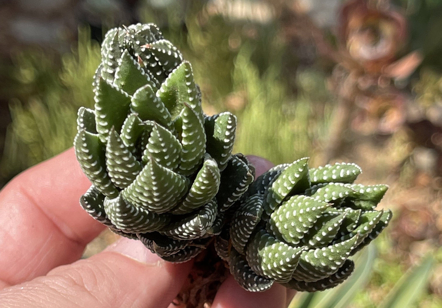 Haworthia African Pearls Clusters