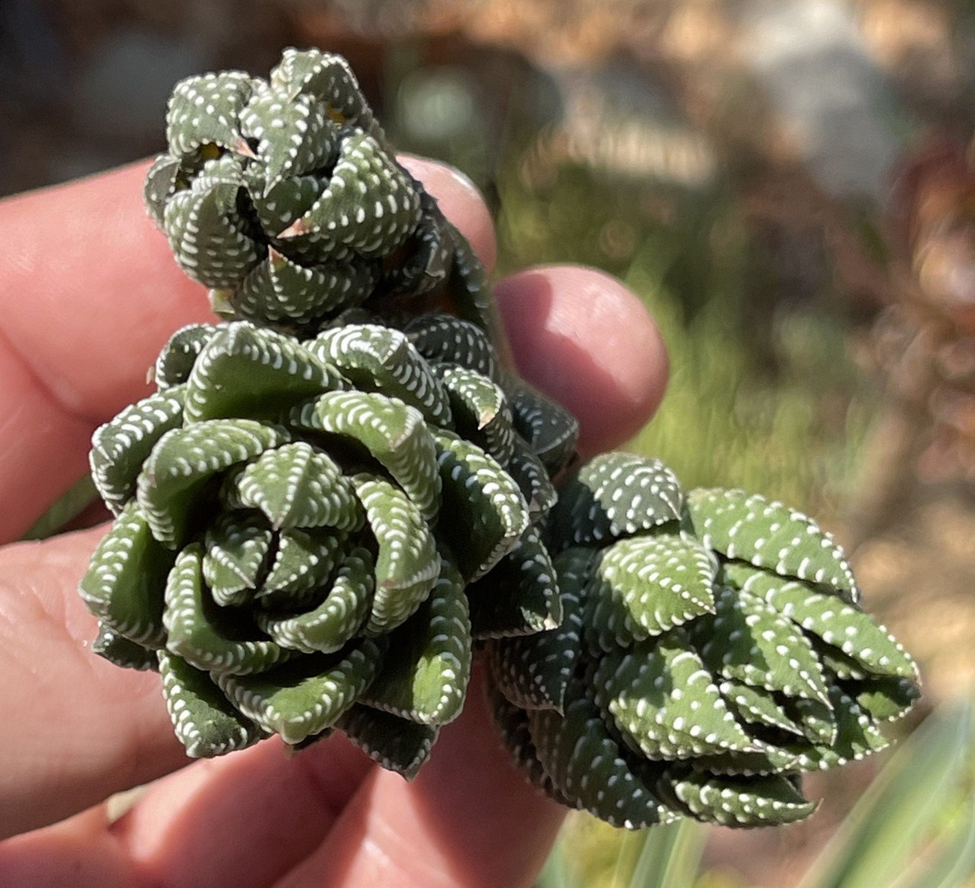 Haworthia African Pearls Clusters