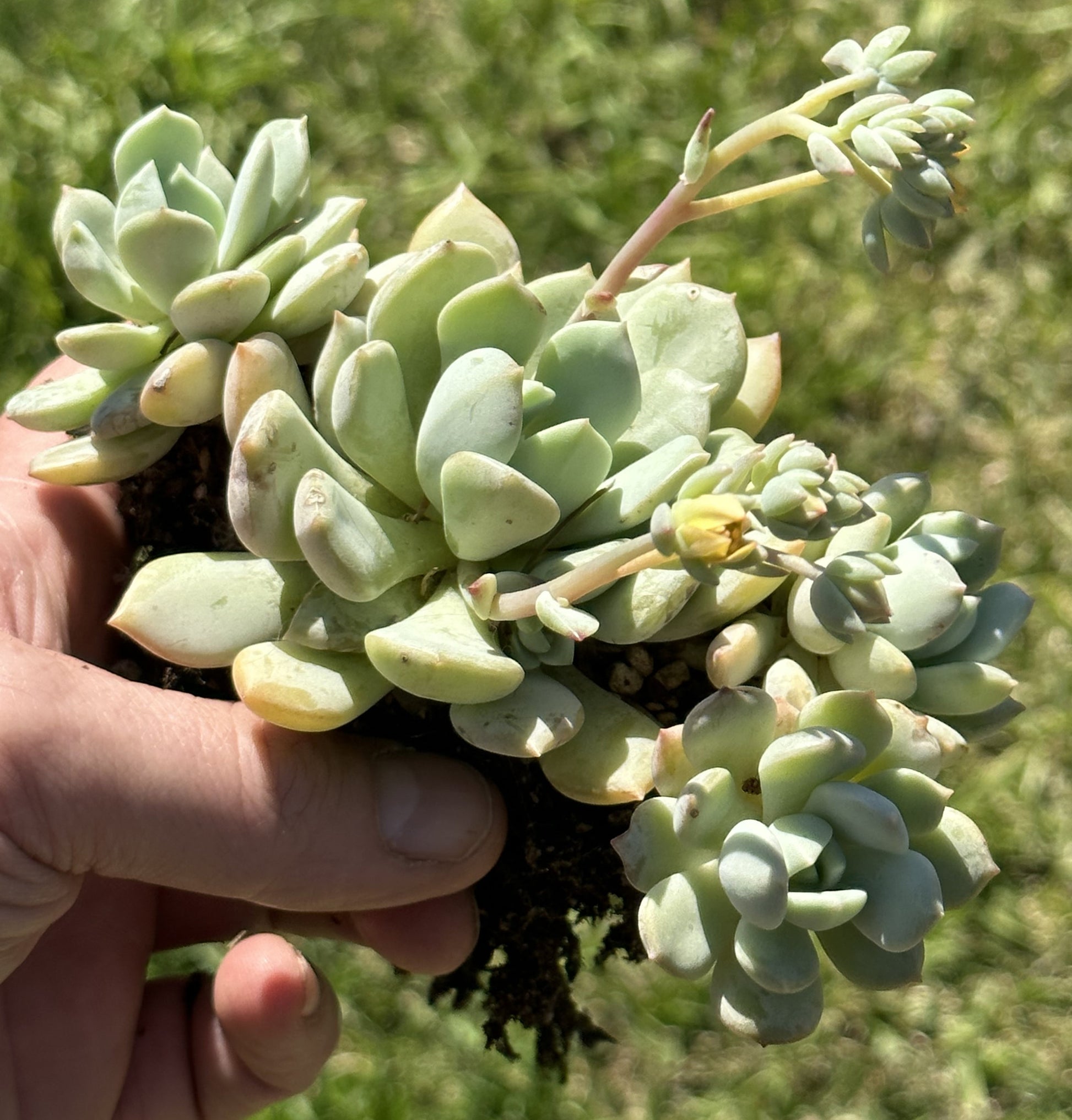 Graptoveria Moonglow Clusters