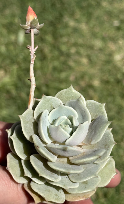 Echeveria Lola Rare Succulent