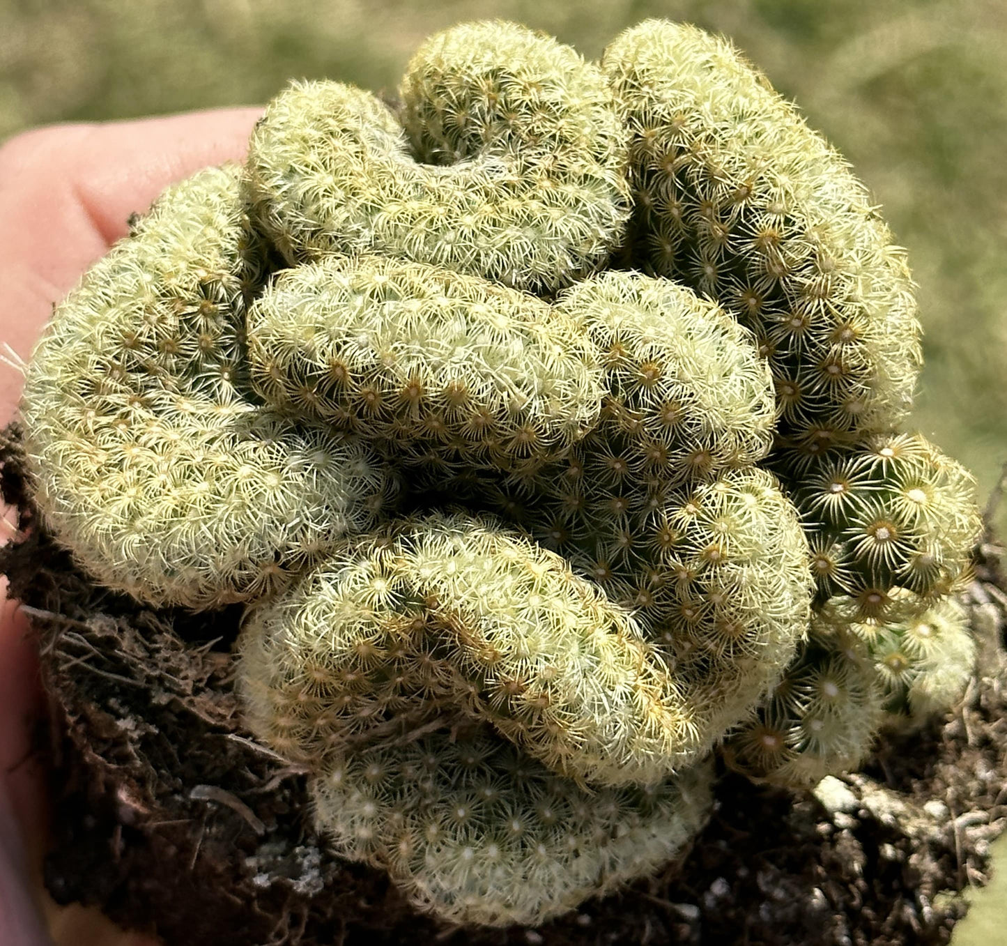 Mammillaria Elongata "Cristata"