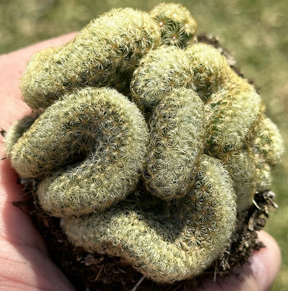 Mammillaria Elongata "Cristata"