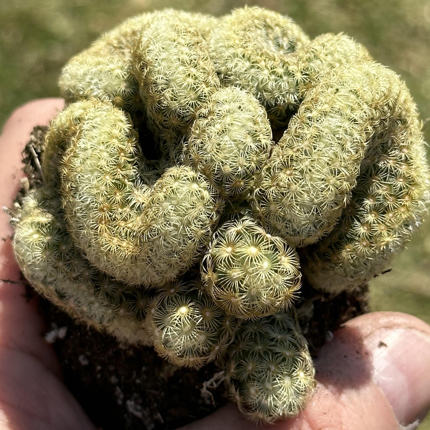 Mammillaria Elongata "Cristata"