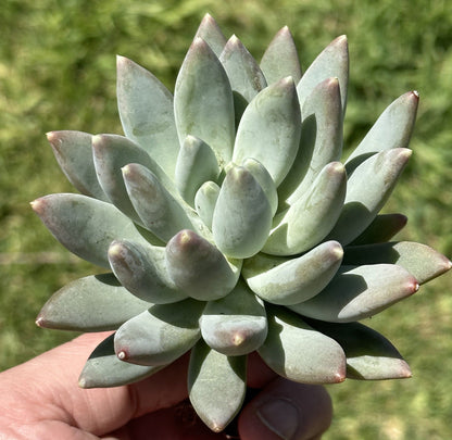 Pachyphytum "Silver Moon"