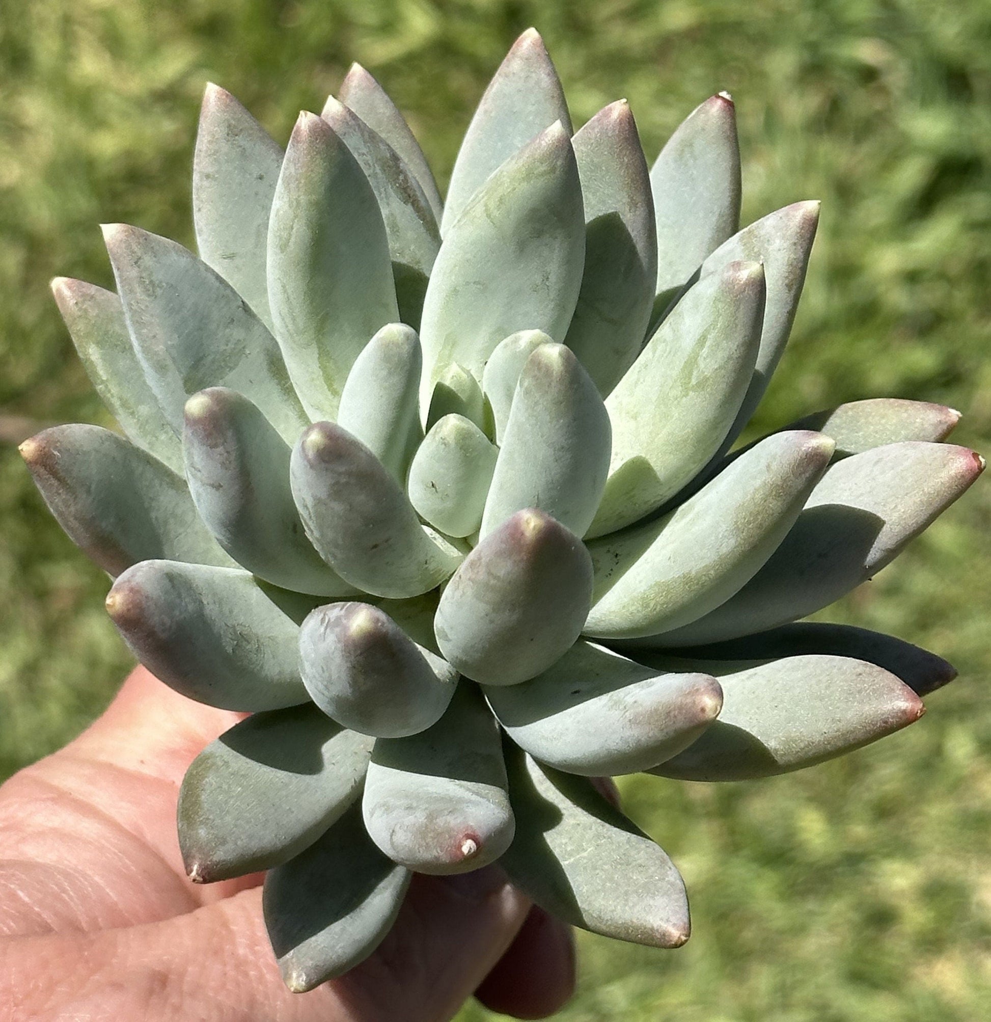 Pachyphytum "Silver Moon"