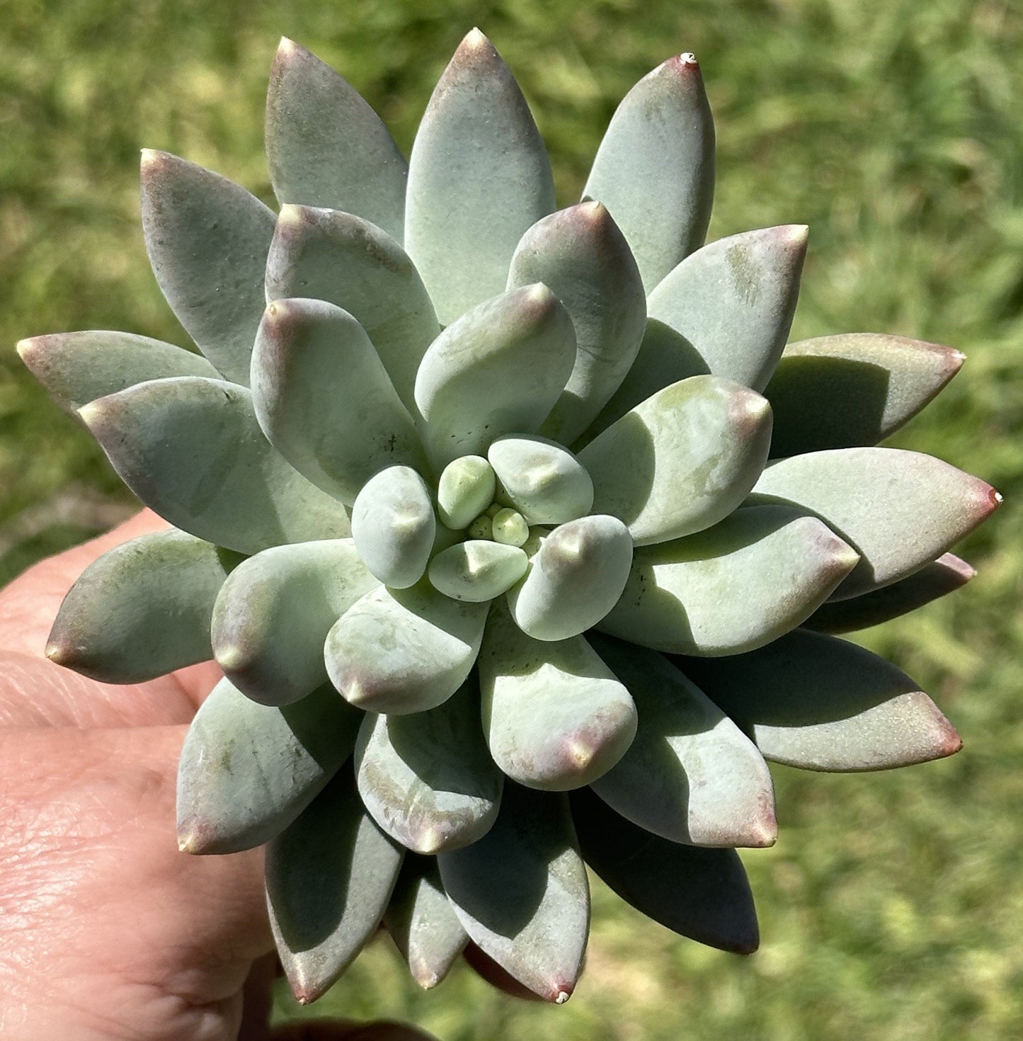 Pachyphytum "Silver Moon"