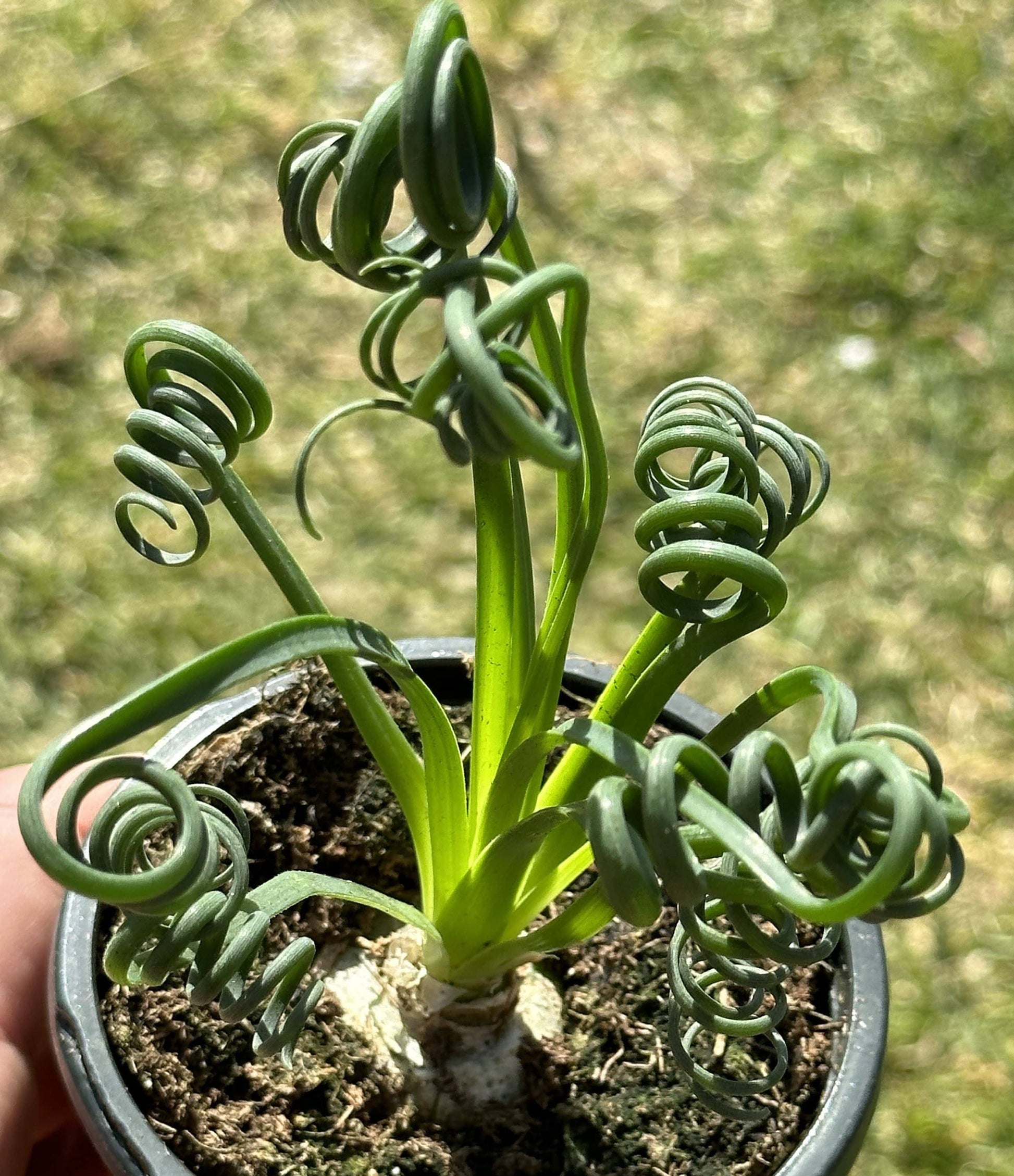 succulent curly plant Albuca Spiralis 'Frizzle Sizzle' – DesertScapeSucculent