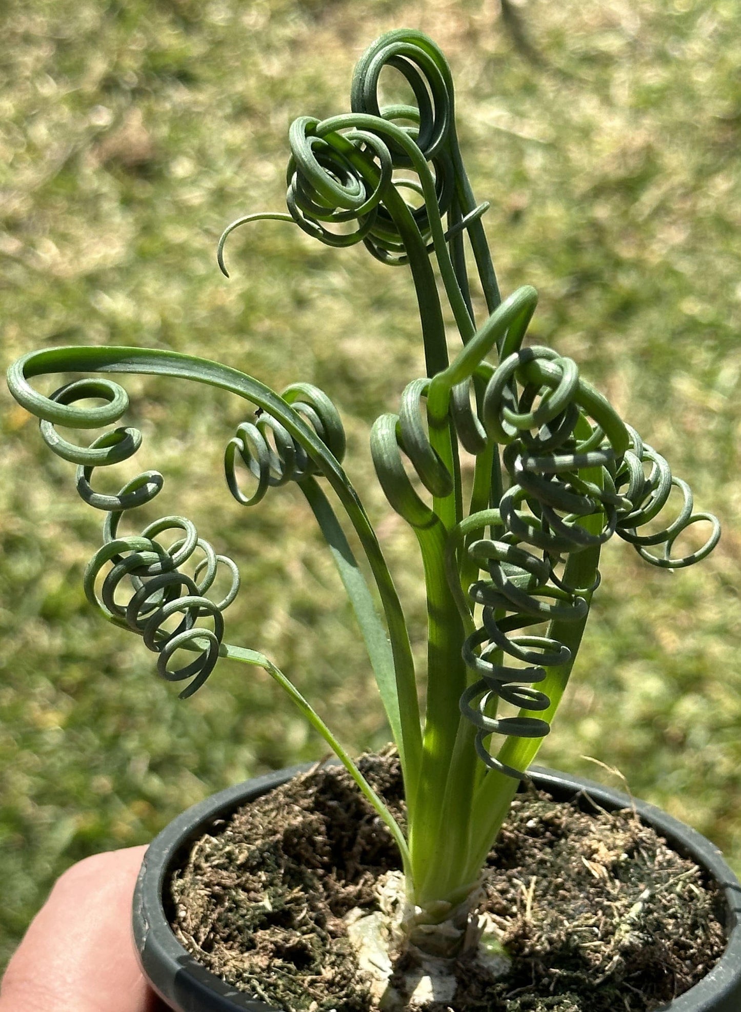 Albuca Spiralis 'Frizzle Sizzle'