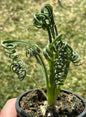 Albuca Spiralis 'Frizzle Sizzle' - 3.5 Inch - Succulent - DesertScapeSucculent