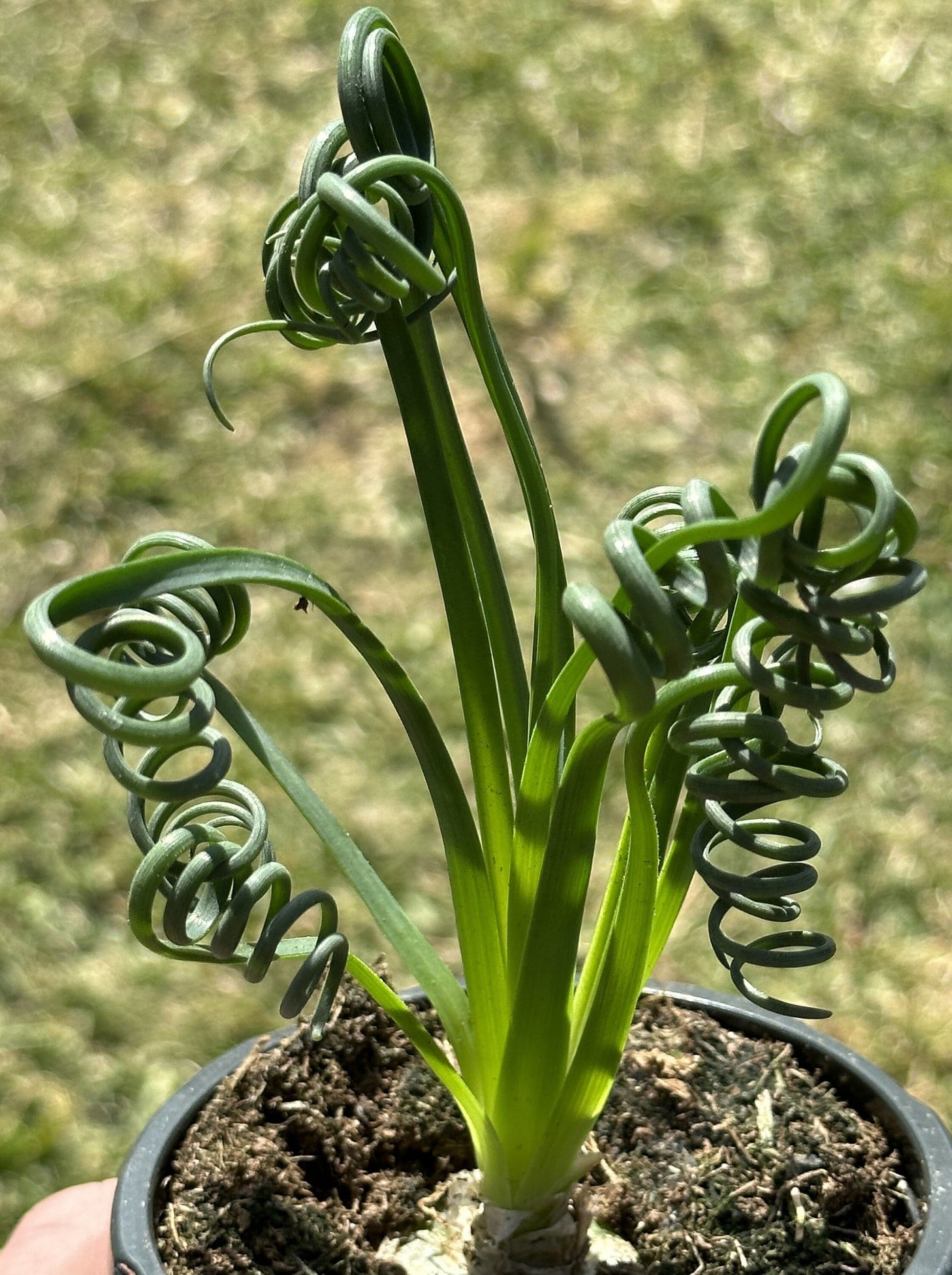 albuca spiralis succulent Albuca Spiralis 'Frizzle Sizzle' – DesertScapeSucculent
