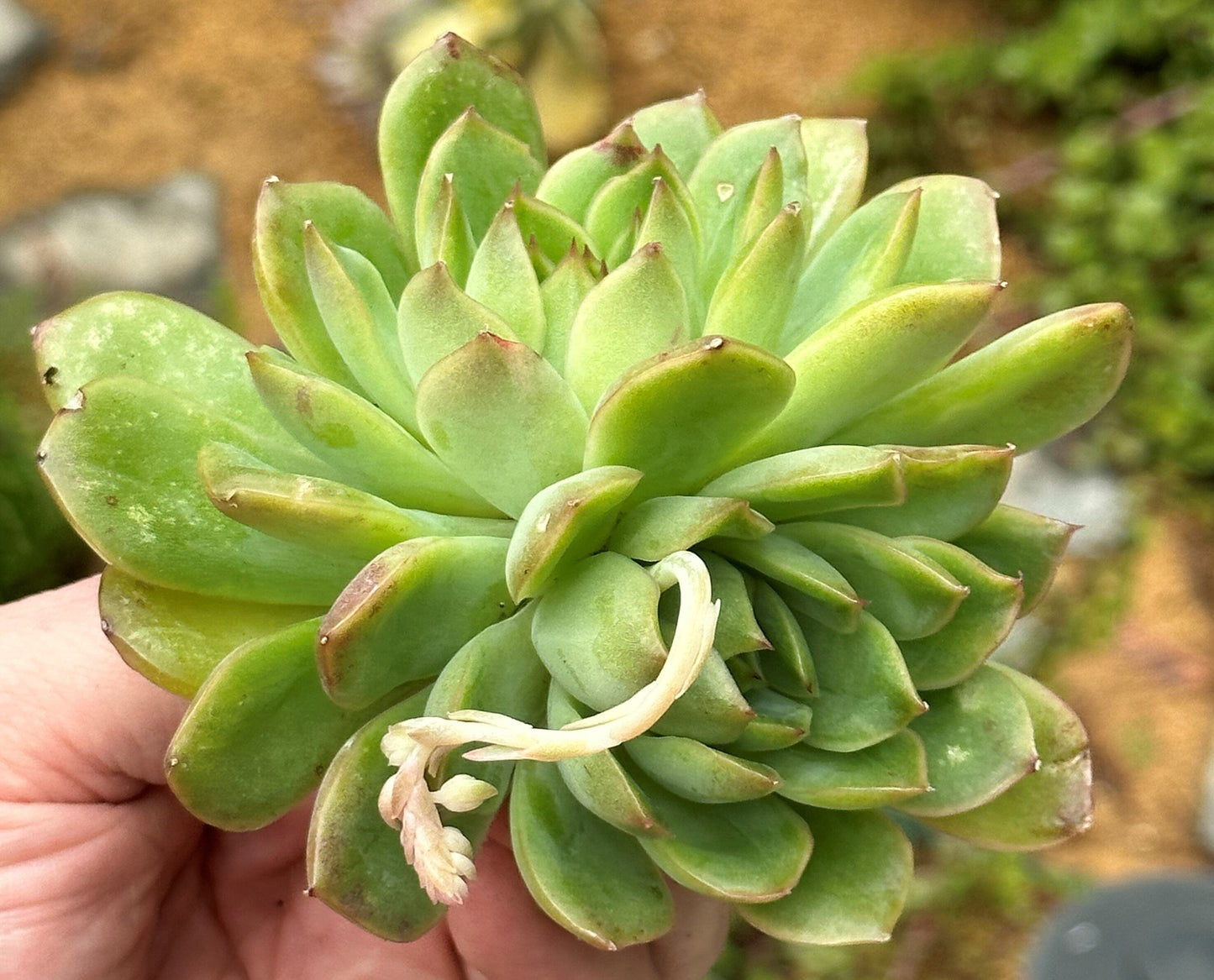 DesertScapeSucculent Succulent Single 4A Crested Echeveria 'Cris' w/ Variegation