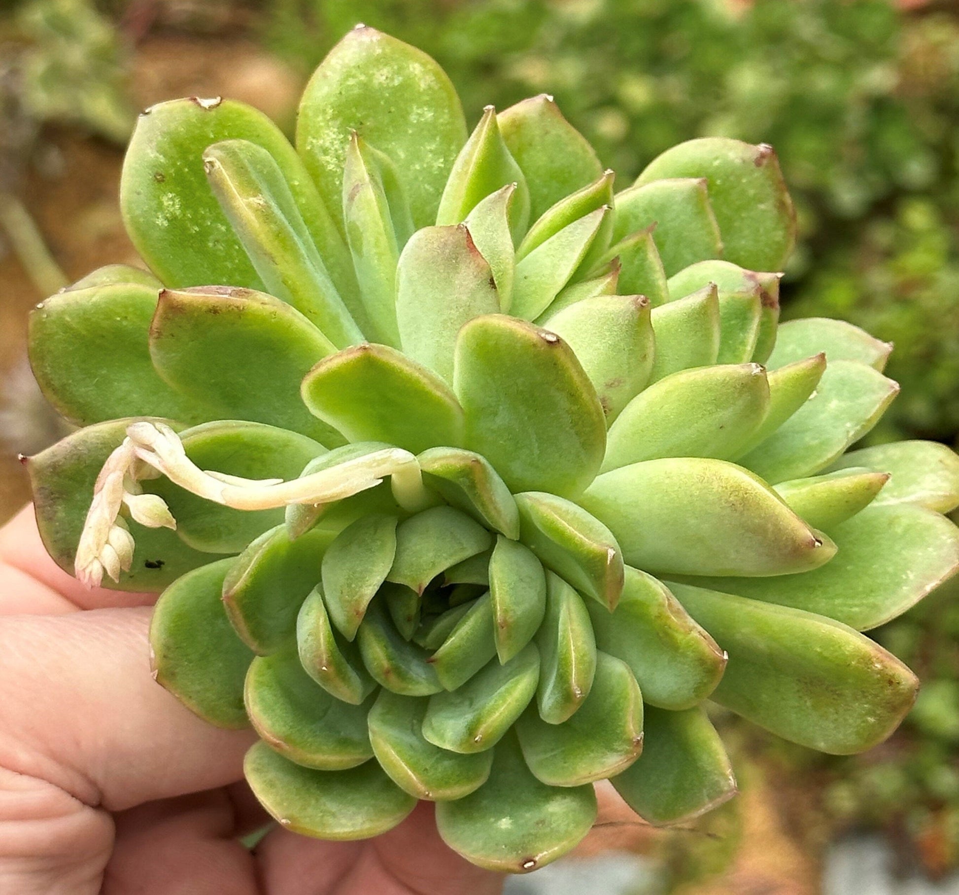 DesertScapeSucculent Succulent Single 4A Crested Echeveria 'Cris' w/ Variegation