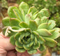 Crested Echeveria 'Cris' w/ Variegation - 4 Inch Assorted - Succulent - DesertScapeSucculent