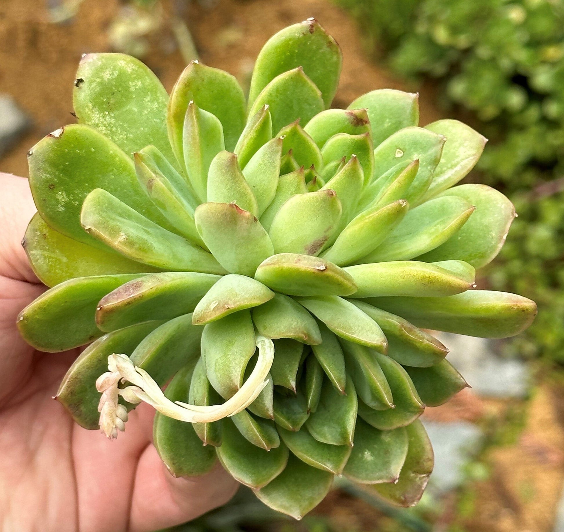 DesertScapeSucculent Succulent Single 4A Crested Echeveria 'Cris' w/ Variegation