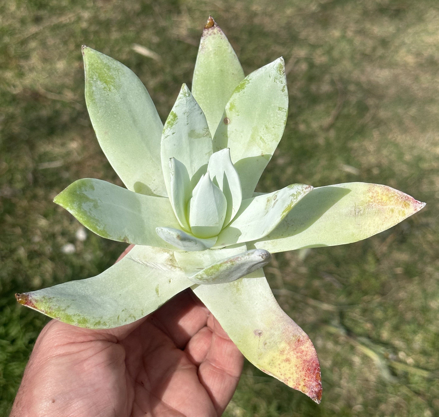 Dudleya “Pulverulenta Britton & Rose”