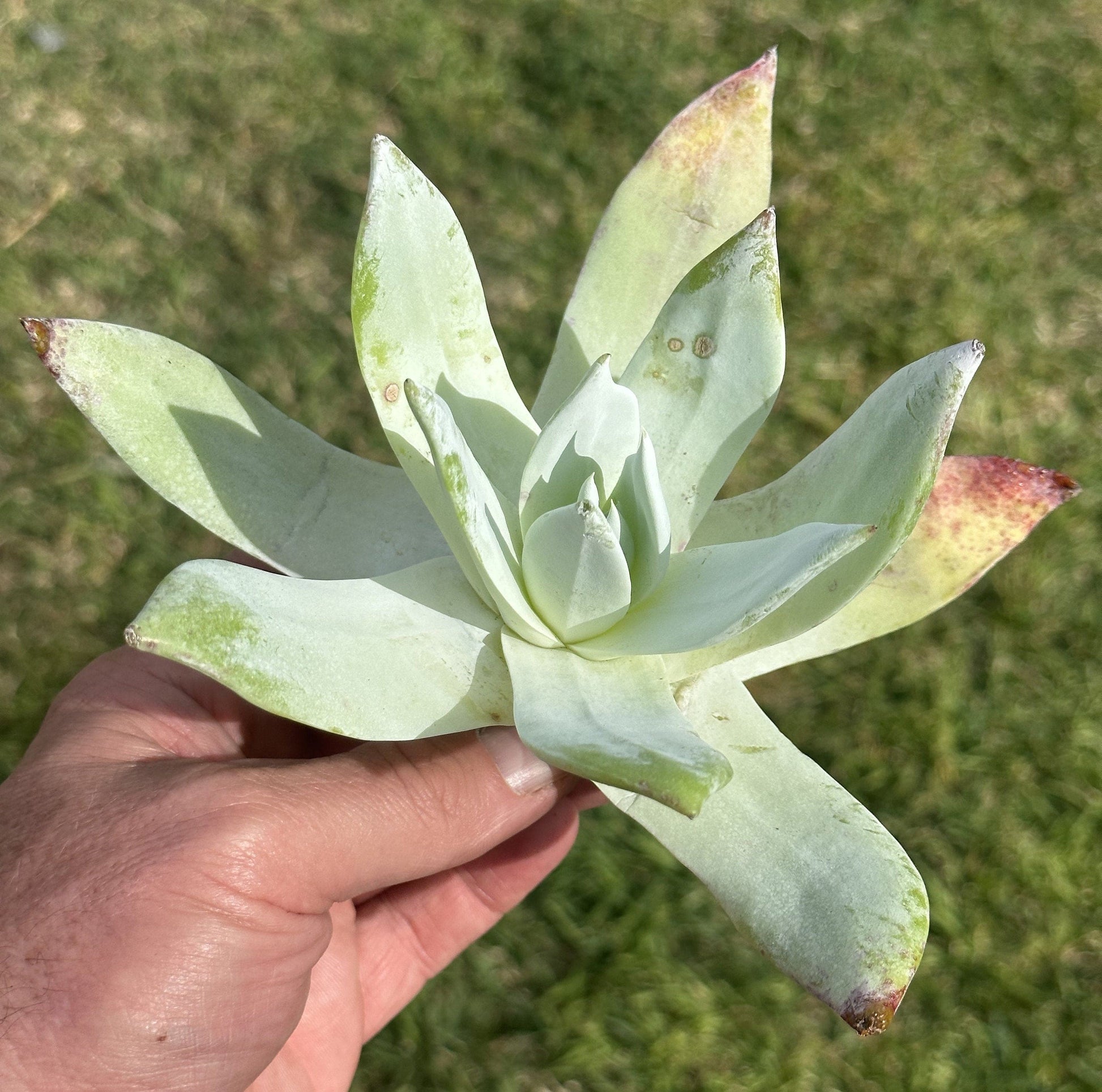 Dudleya “Pulverulenta Britton & Rose”