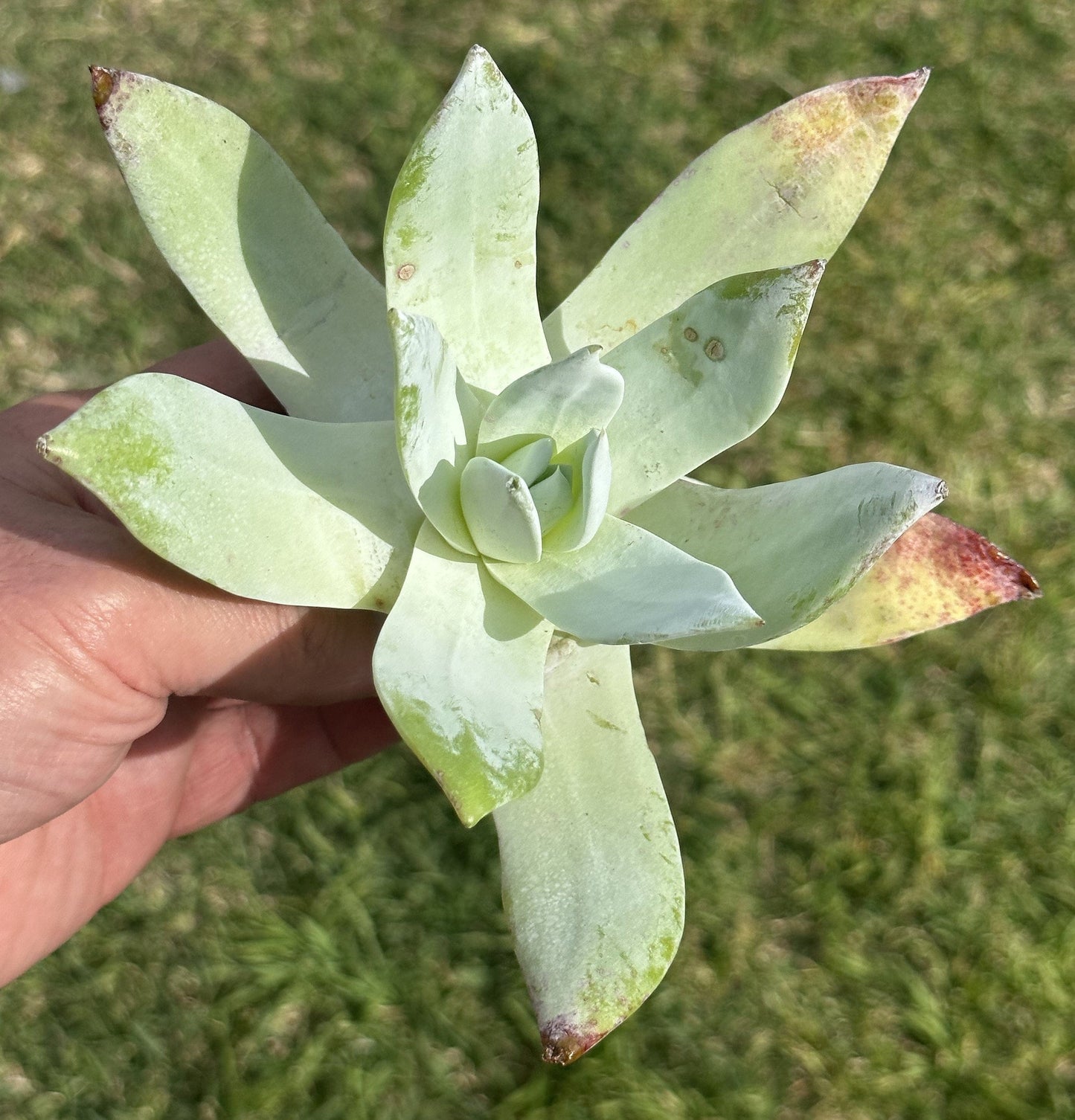 Dudleya “Pulverulenta Britton & Rose”