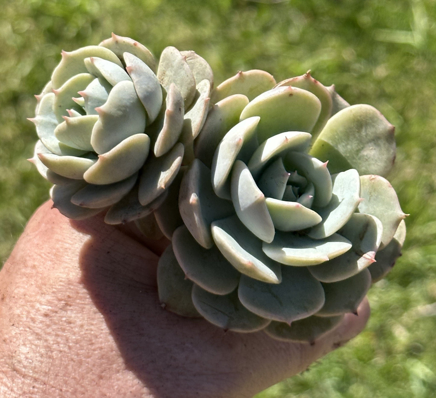 DesertScapeSucculent Succulent Cluster 4B Echeveria 'Abalone' Cluster