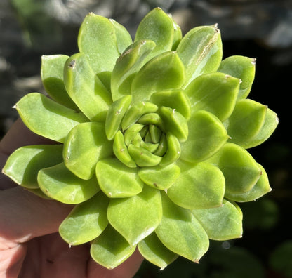 Echeveria Agavoides Variegated