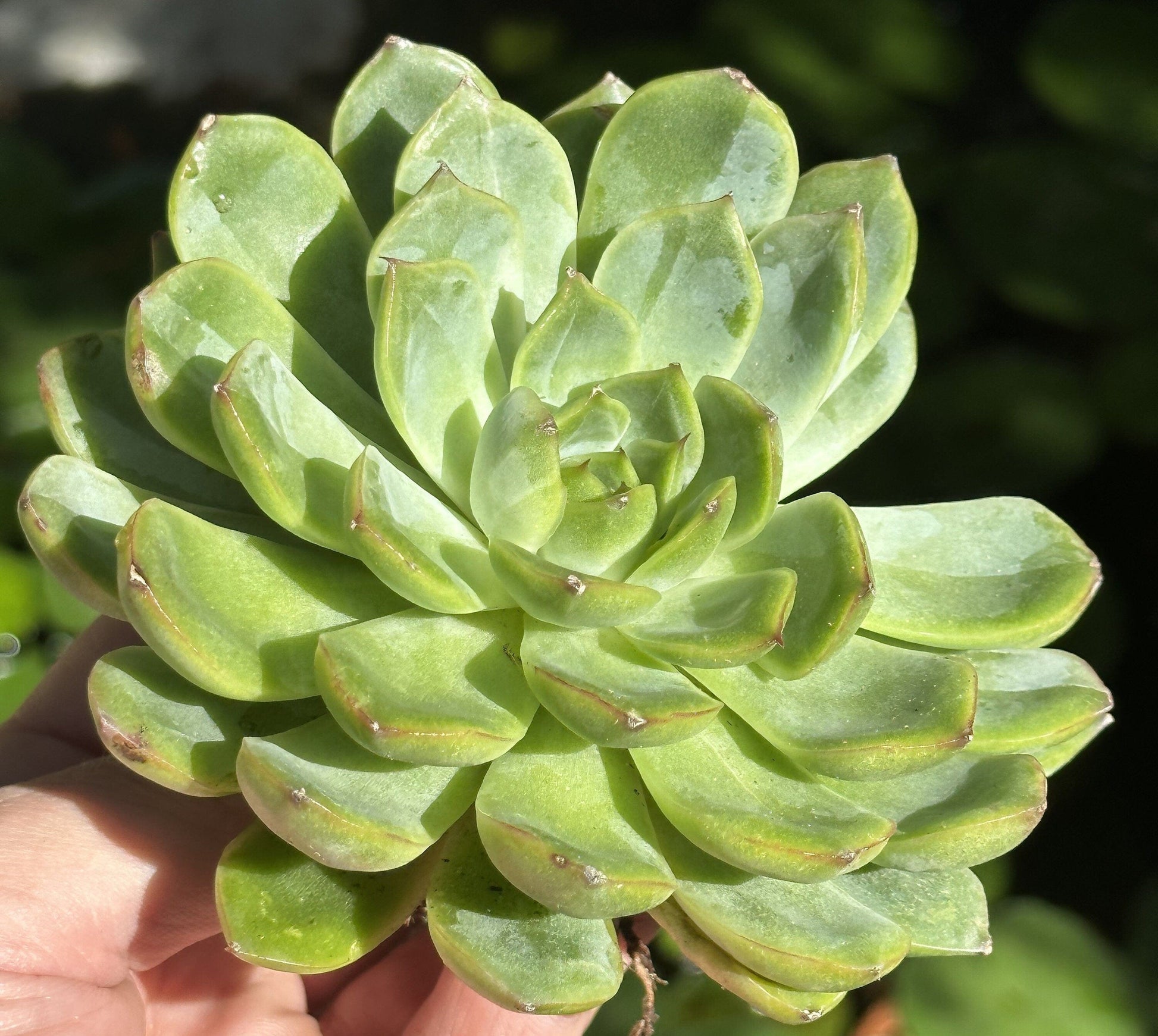 Echeveria Agavoides Variegated