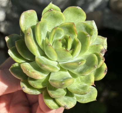 Echeveria Agavoides Variegated