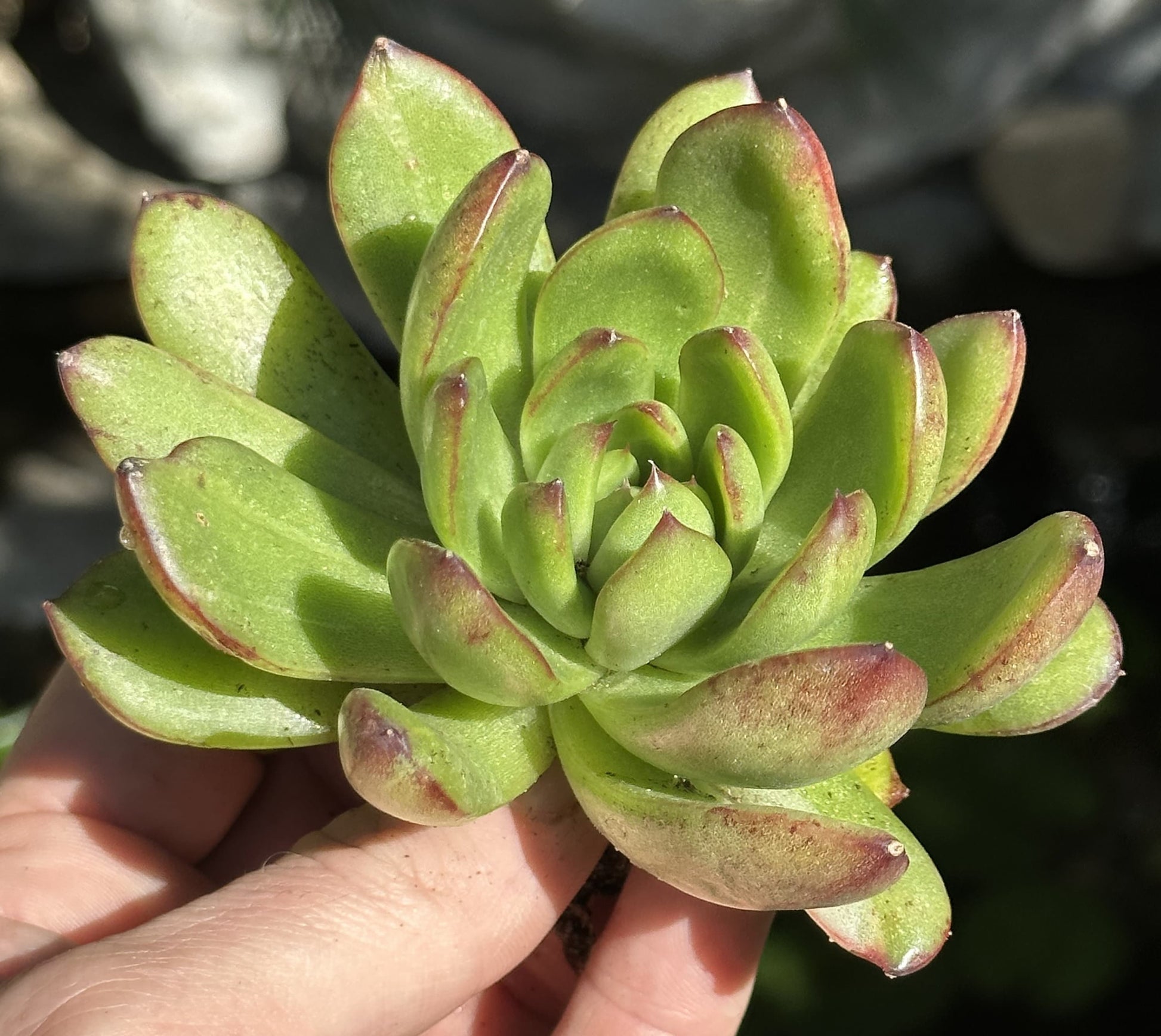 Echeveria Agavoides Variegated