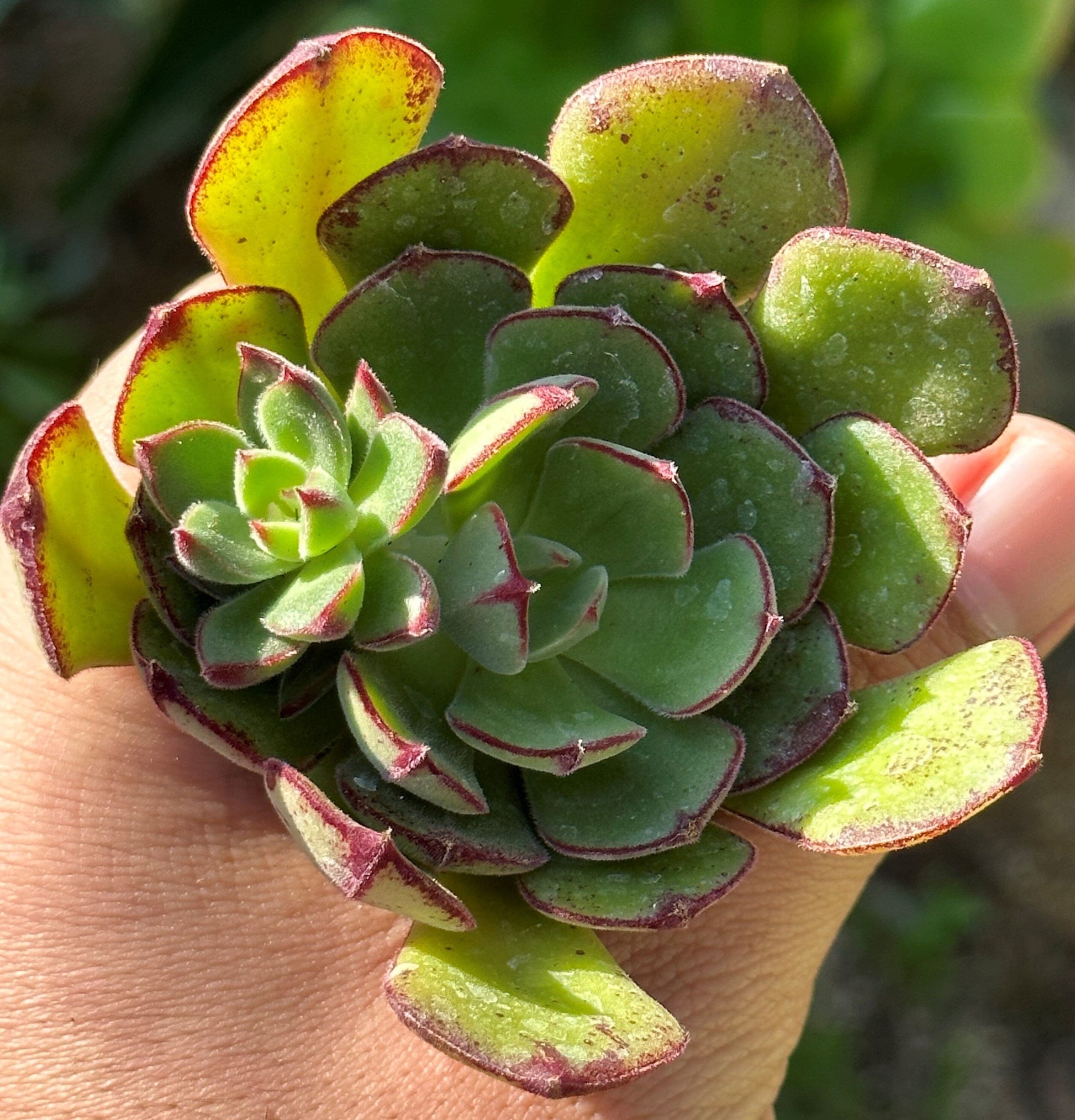 Echeveria 'Ana Lu'