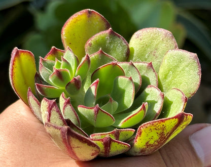 Echeveria 'Ana Lu'