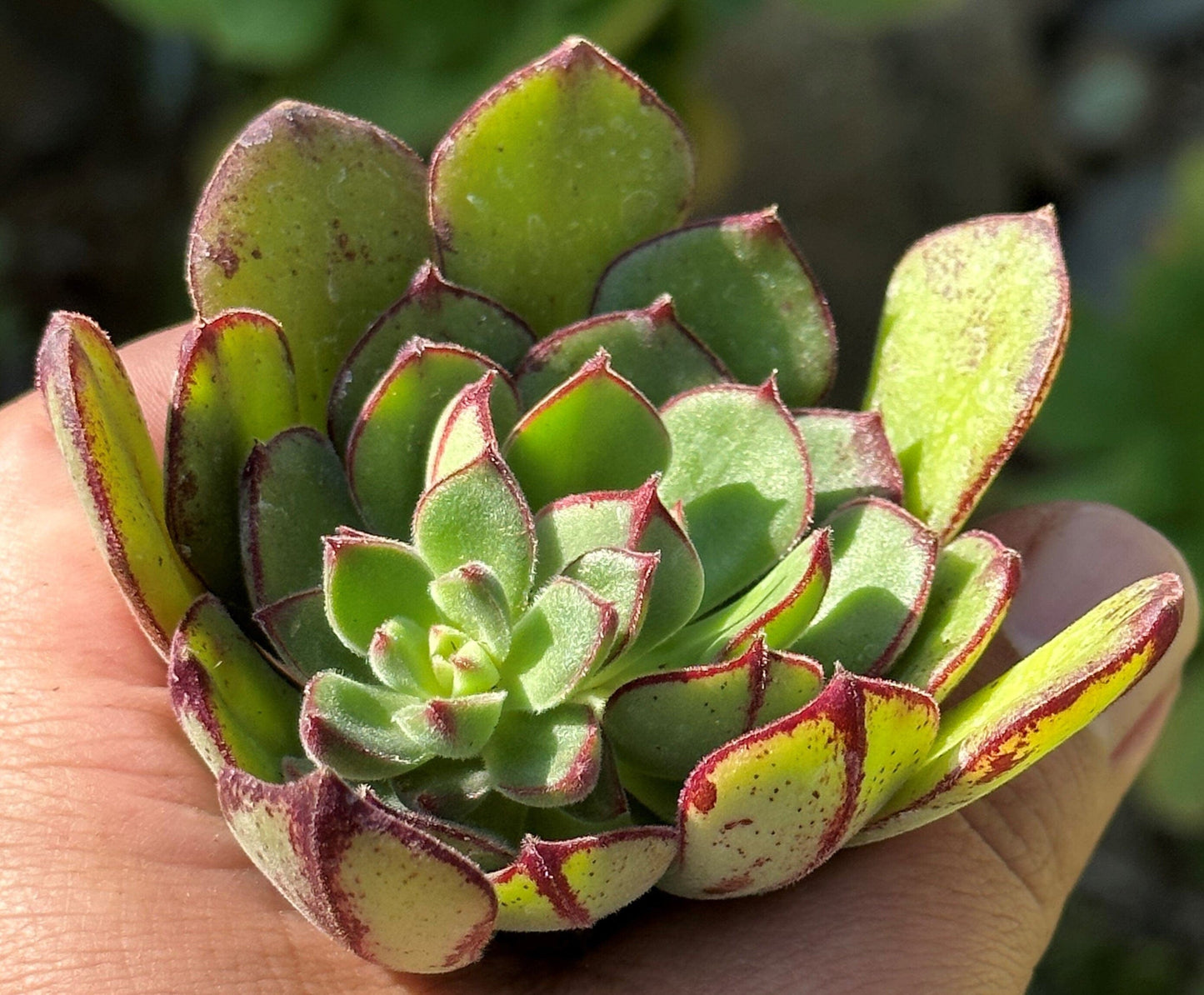 Echeveria 'Ana Lu'