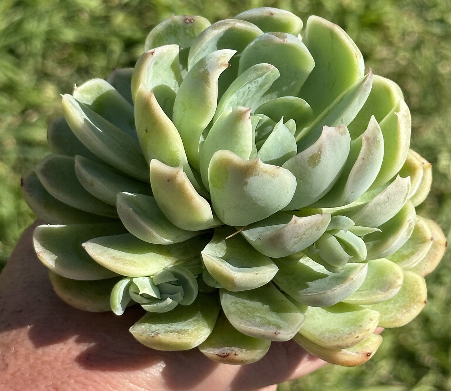 Echeveria Arctic Ice