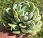 Echeveria 'Arctic Ice' - Single 4B - Succulent - DesertScapeSucculent