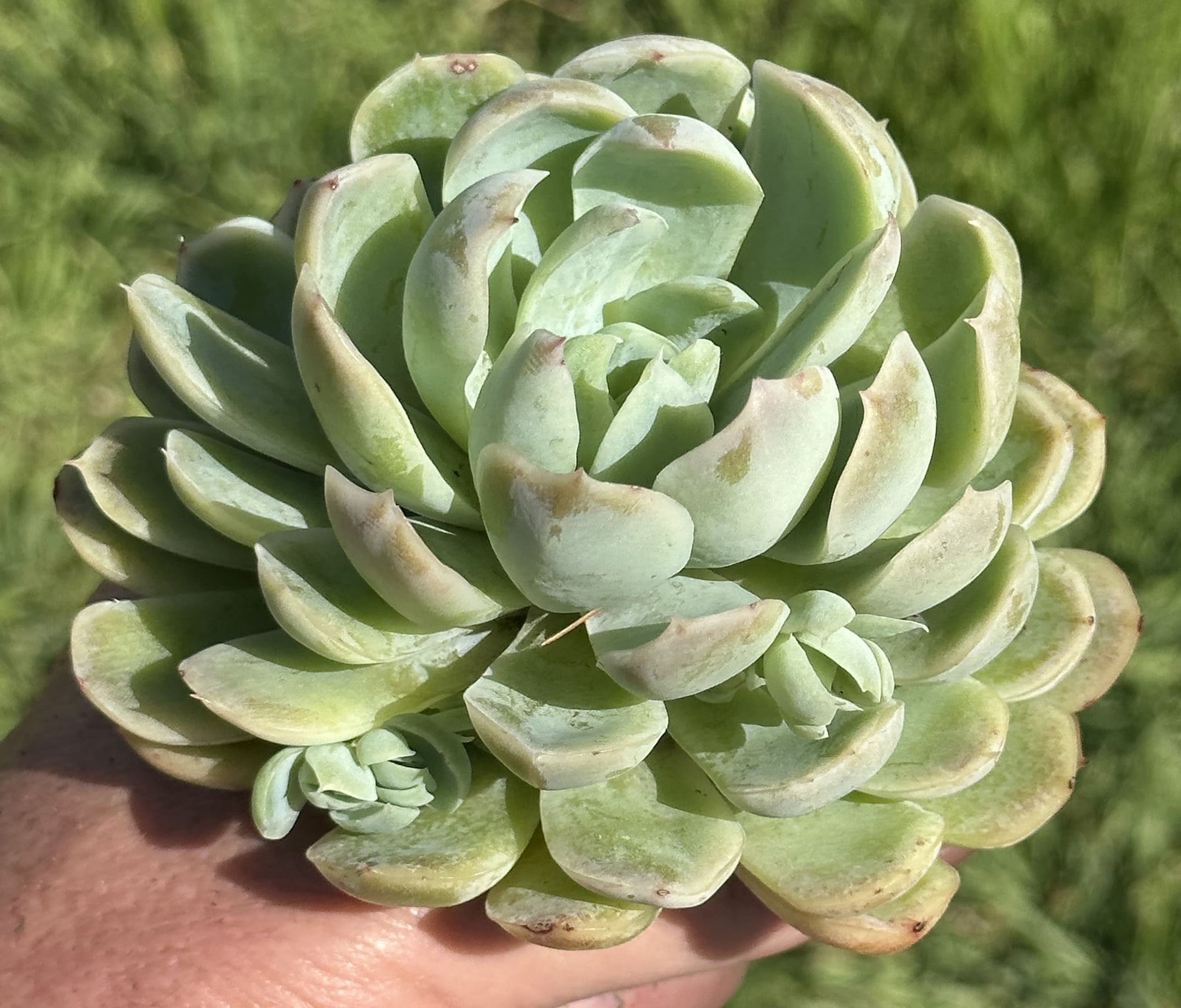 arctic ice succulent Echeveria 'Arctic Ice' – DesertScapeSucculent