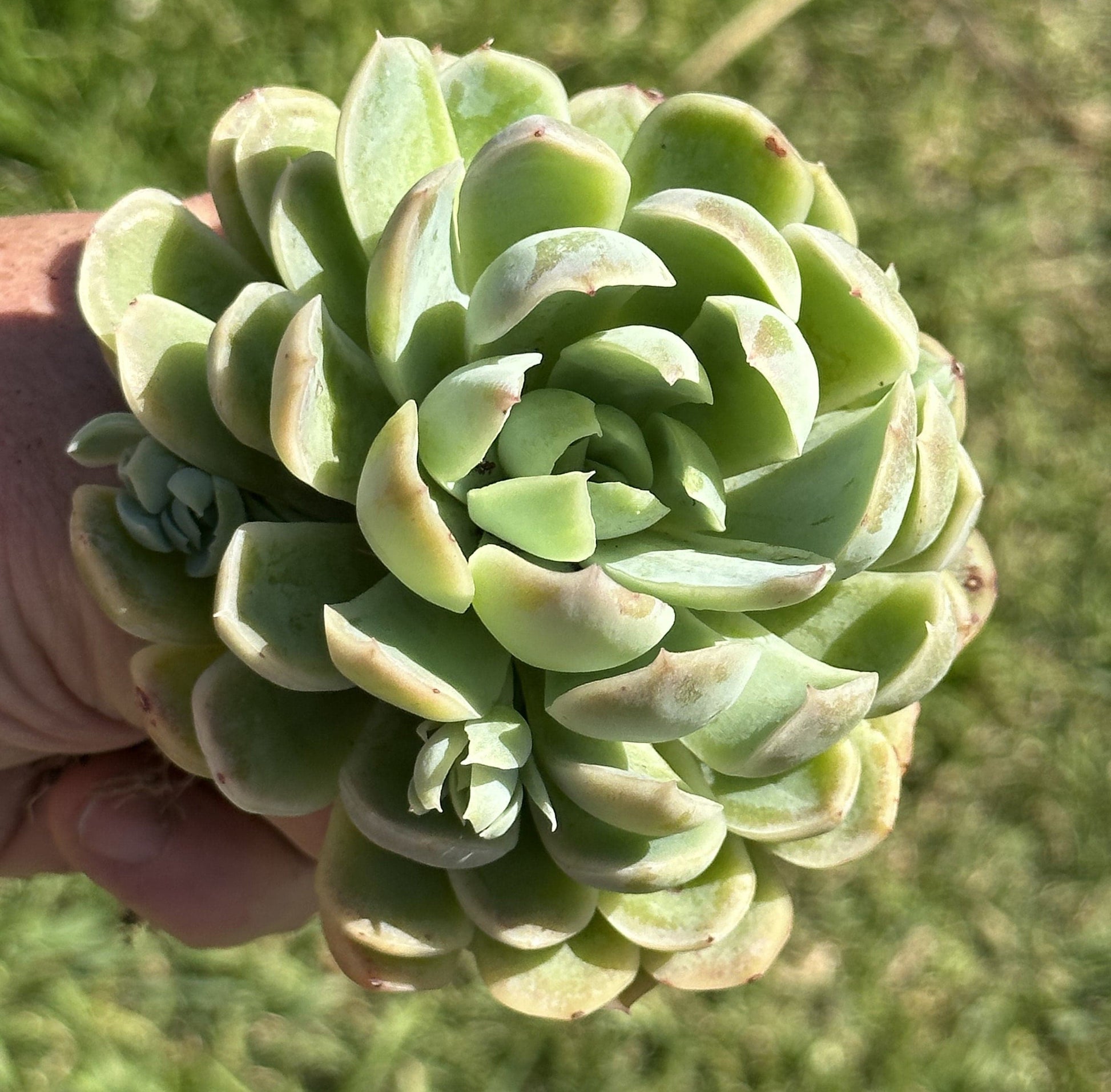 Echeveria Arctic Ice