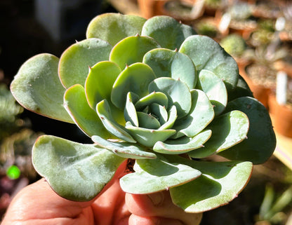 Echeveria Atlantis (Peaches and Cream)