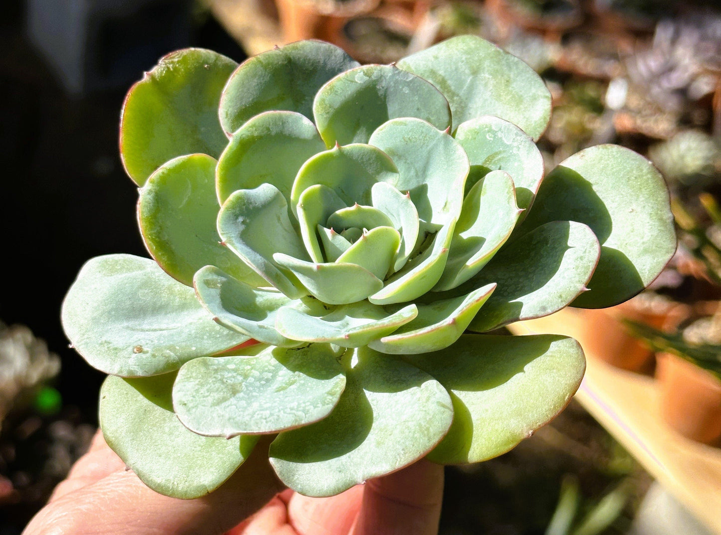 Echeveria Atlantis (Peaches and Cream)