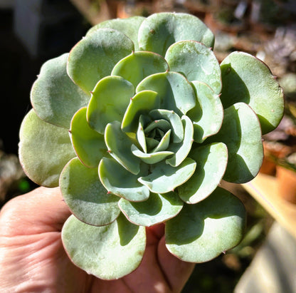 Echeveria Atlantis (Peaches and Cream)