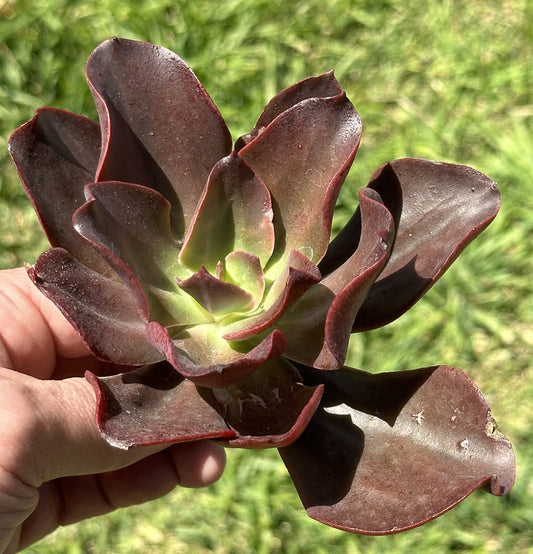 Echeveria "Autumn Flame"