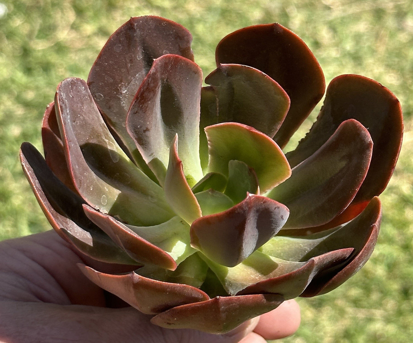 Echeveria "Autumn Flame"