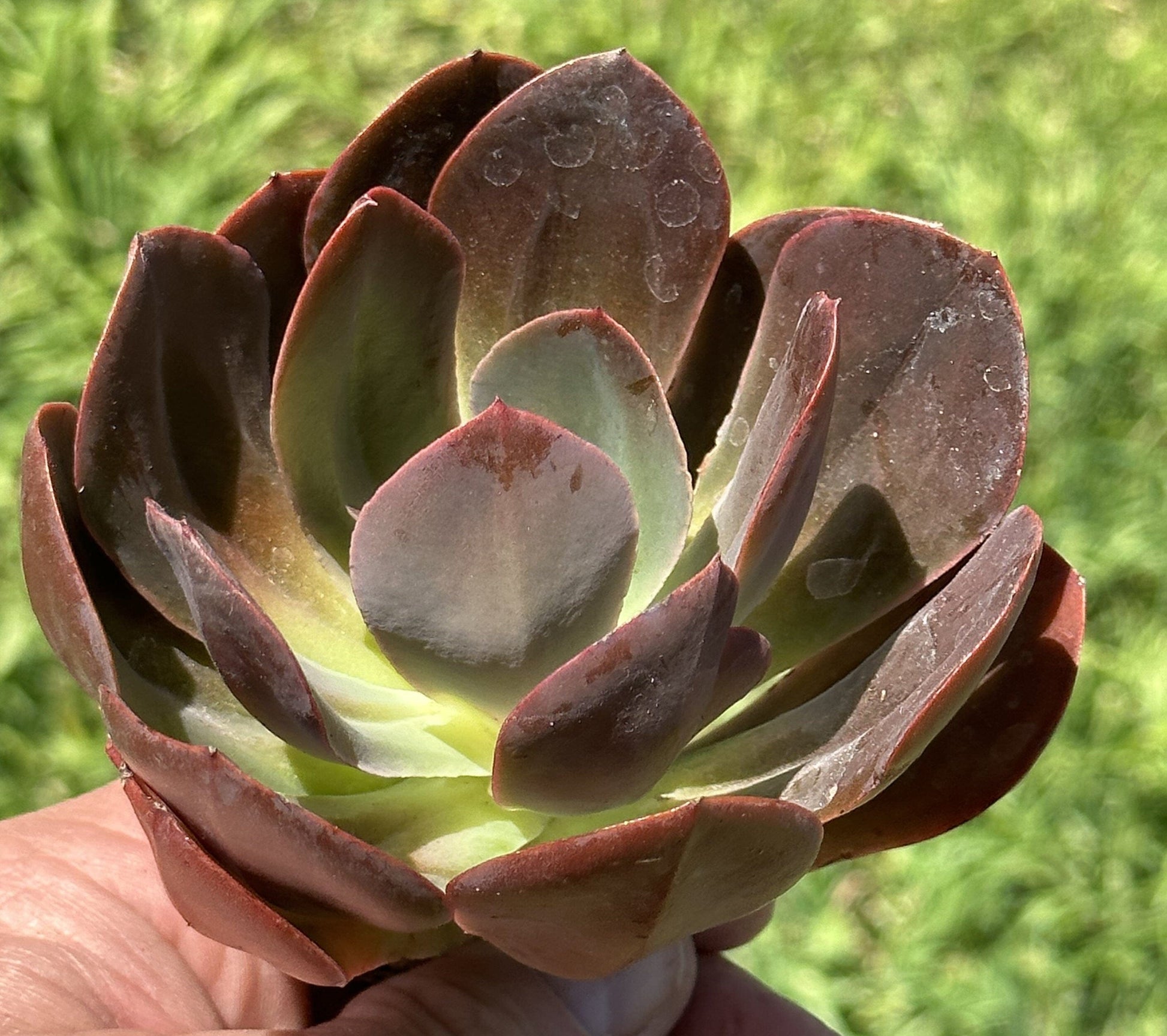 Echeveria "Autumn Flame"