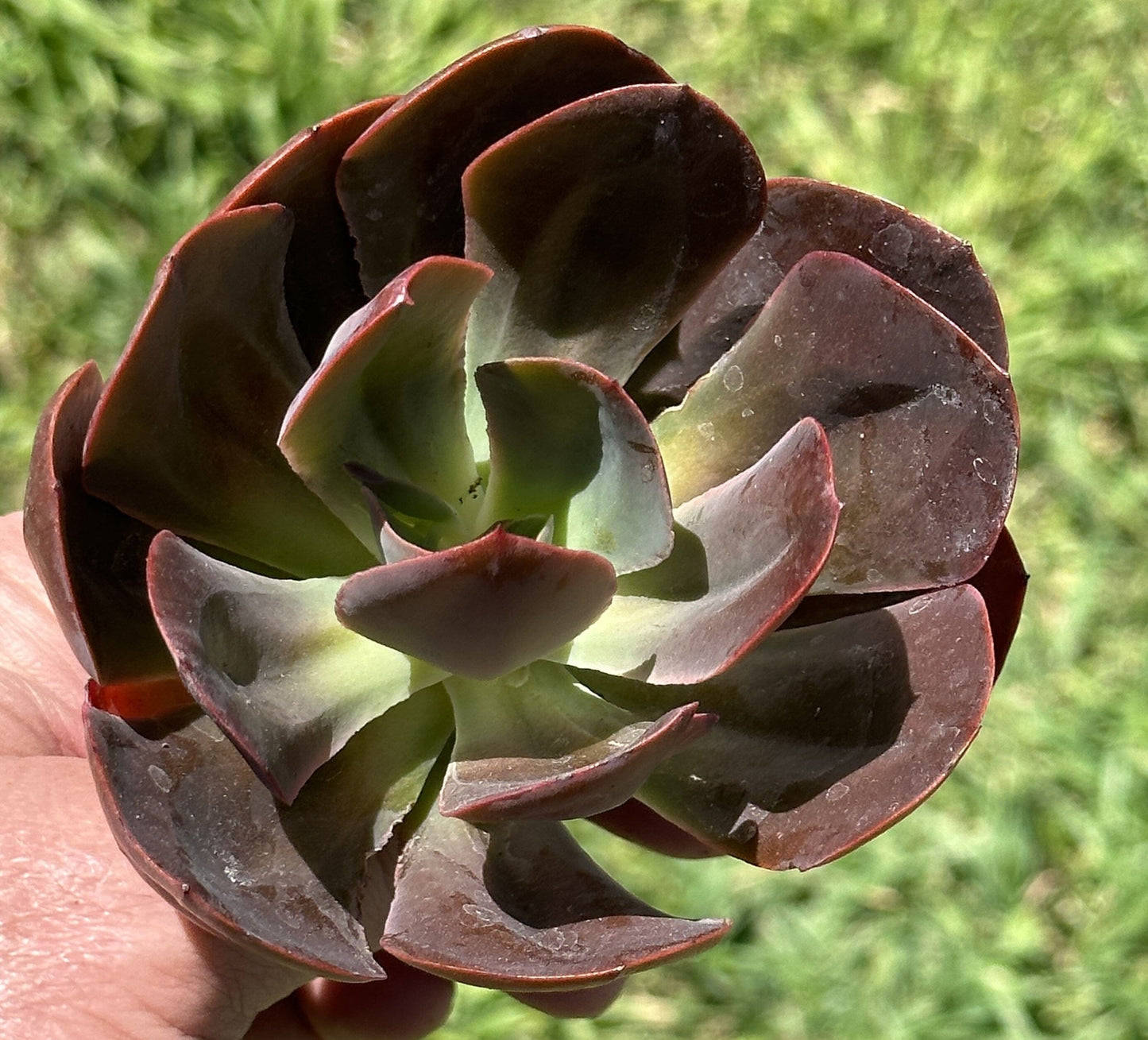 Echeveria "Autumn Flame"