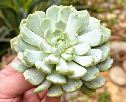 DesertScapeSucculent Succulent Single 4A Echeveria 'Azulita'