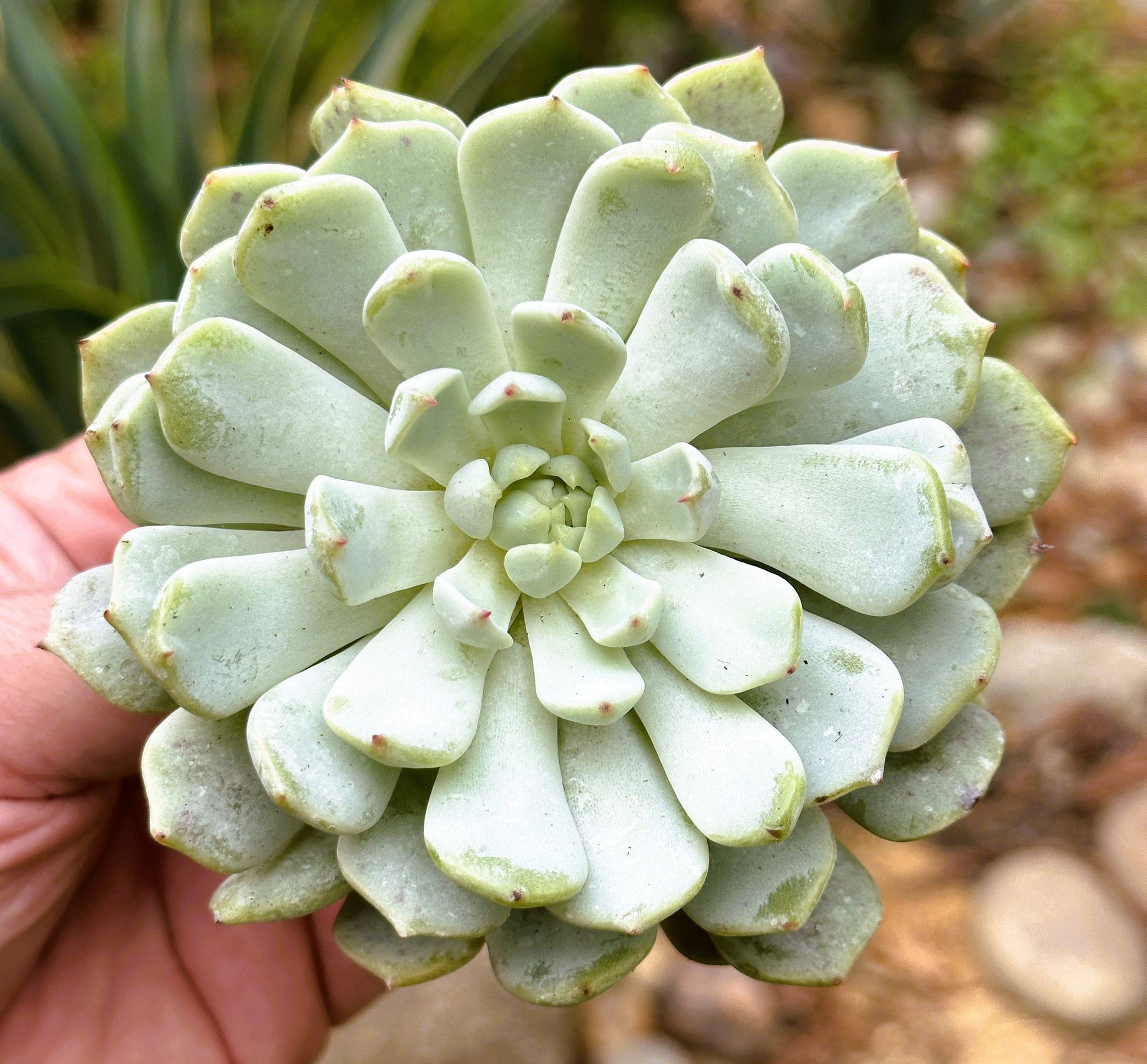 DesertScapeSucculent Succulent Single 4A Echeveria 'Azulita'