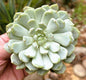 Echeveria 'Azulita' - 4 Inch Assorted - Succulent - DesertScapeSucculent