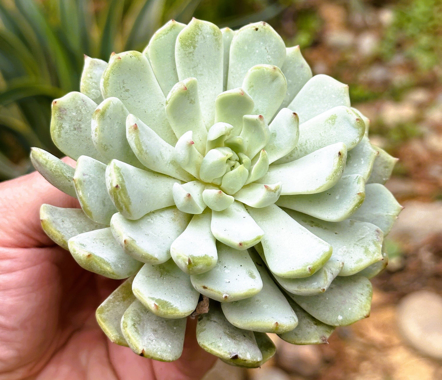 DesertScapeSucculent Succulent Single 4A Echeveria 'Azulita'