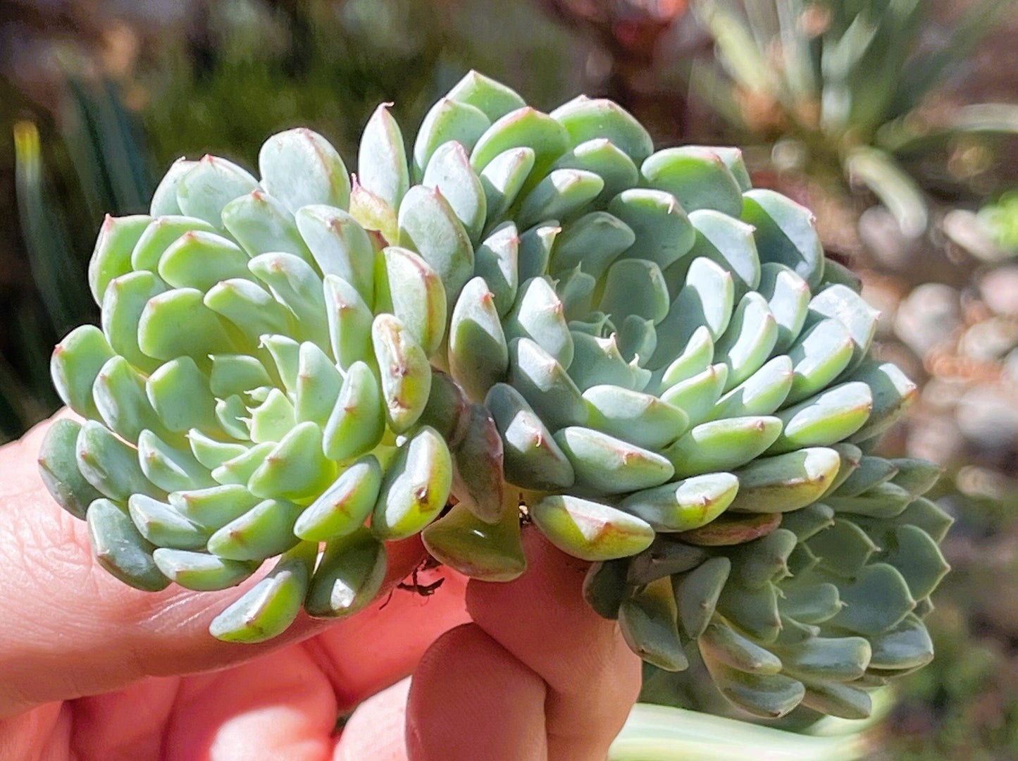 Echeveria Azulita/Minima Clusters