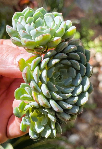 Echeveria Azulita/Minima Clusters