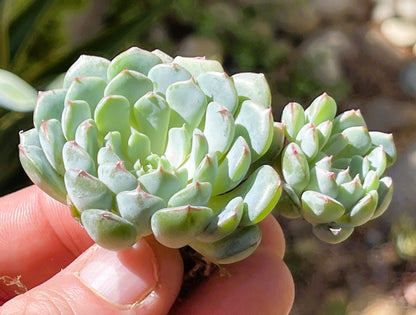 Echeveria Azulita/Minima Clusters