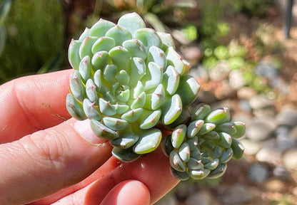 DesertScapeSucculent Succulent Cluster 4B Echeveria 'Azulita/Minima' Clusters