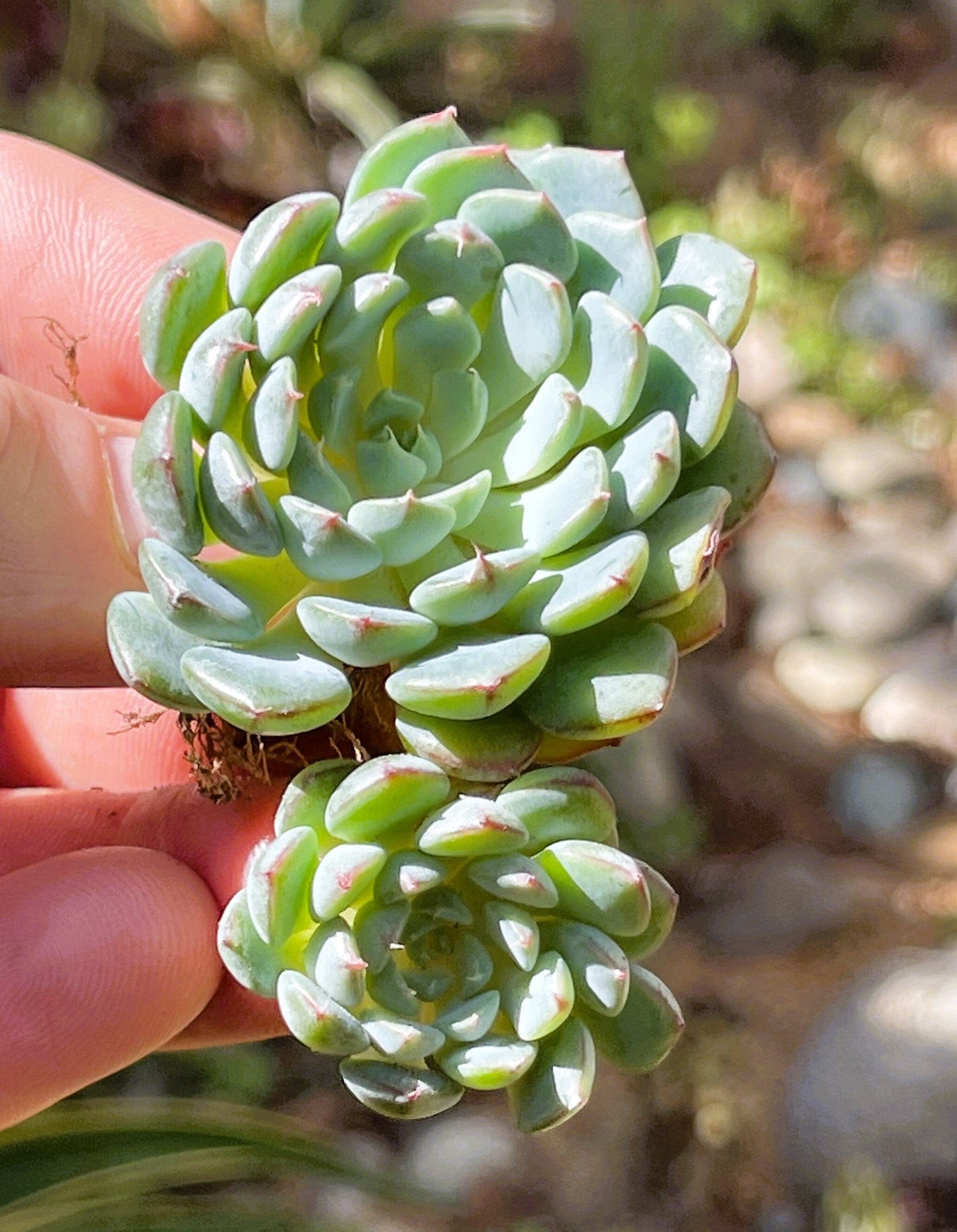 DesertScapeSucculent Succulent Echeveria 'Azulita/Minima' Clusters