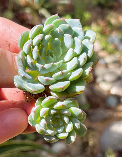 Echeveria Azulita/Minima Clusters